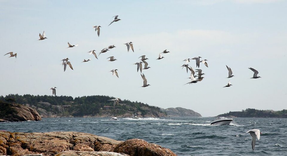 Terna er tilbake