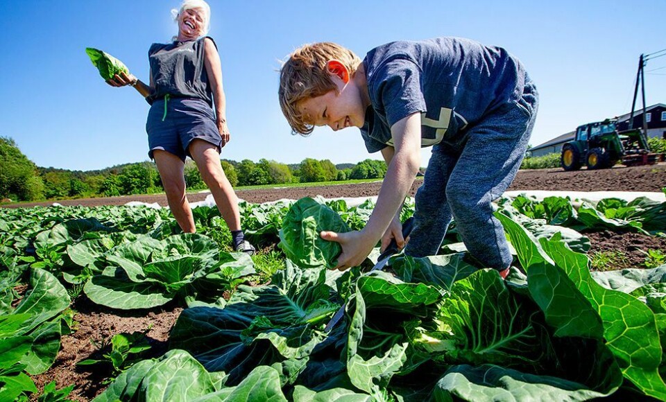 Sommerkål på vei
