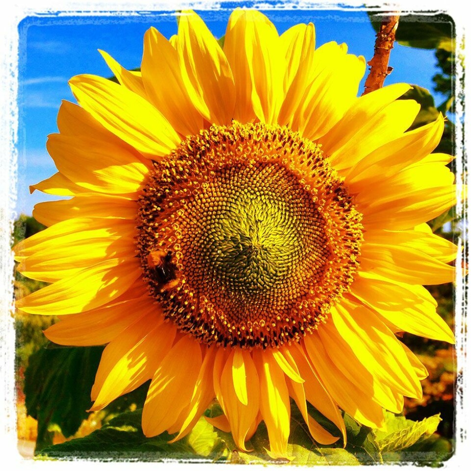 Flere sommerbilder
