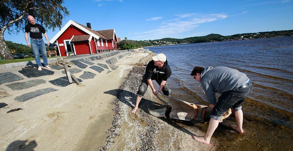 Nå blir kloa reparert