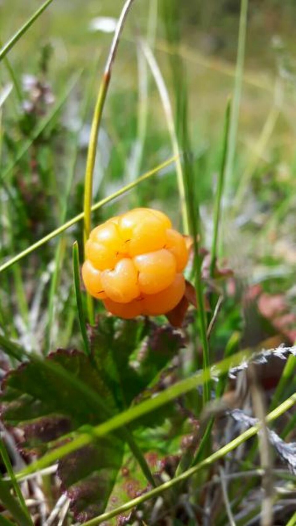Innspurt for lesernes sommerbilder