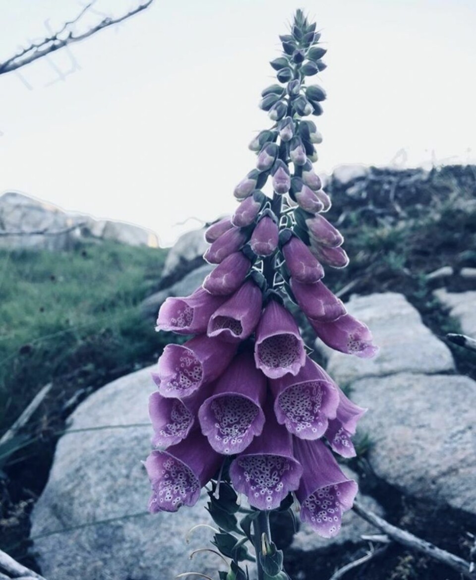 Lesernes bilder - en touch av sommer