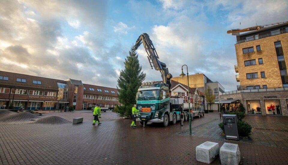Årets julegran på plass