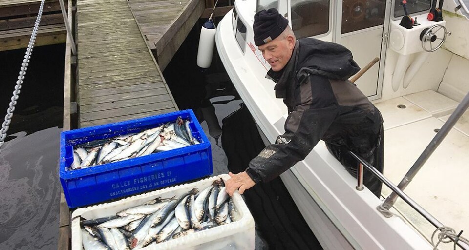 Pensjonert fengselsbetjent fra Flekkerøy med god sildefangst: - Garnet «såkk»