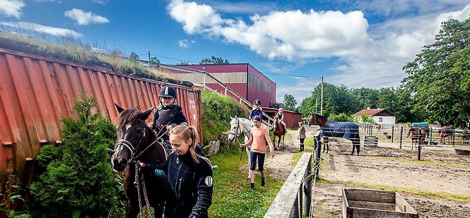 - I dag har vi badet med hestene