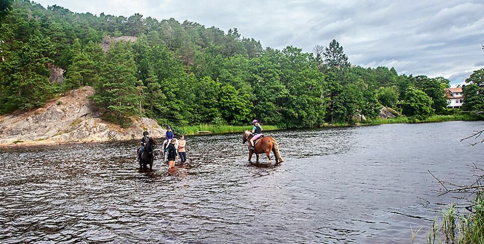 - I dag har vi badet med hestene
