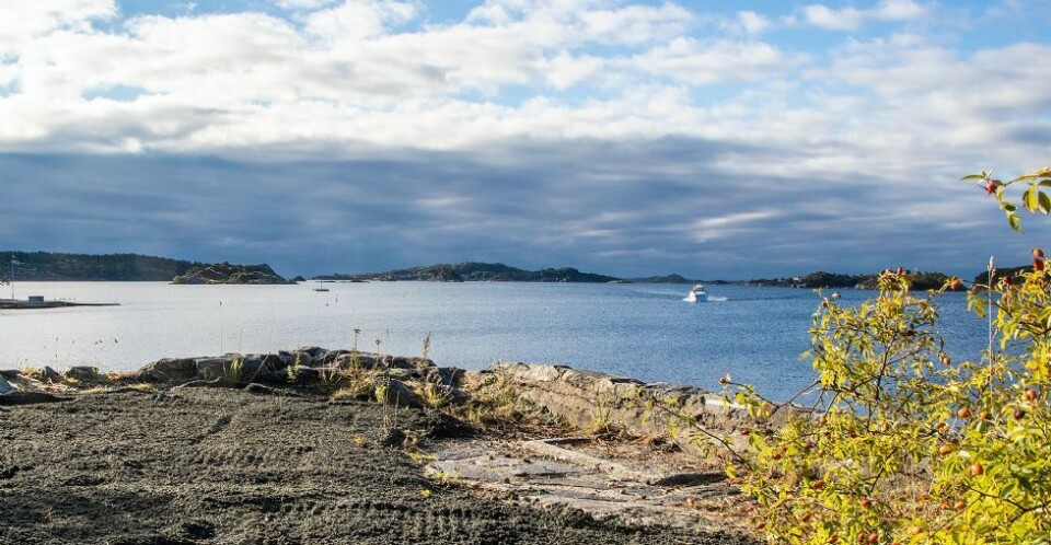 - Rydder i Søgnes skjulte perle