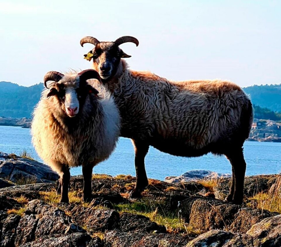 Lesernes sommerbilder 2020, siste sjanse