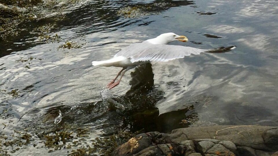 Julivarmen uteblir, men sommerbilder deles uansett vær