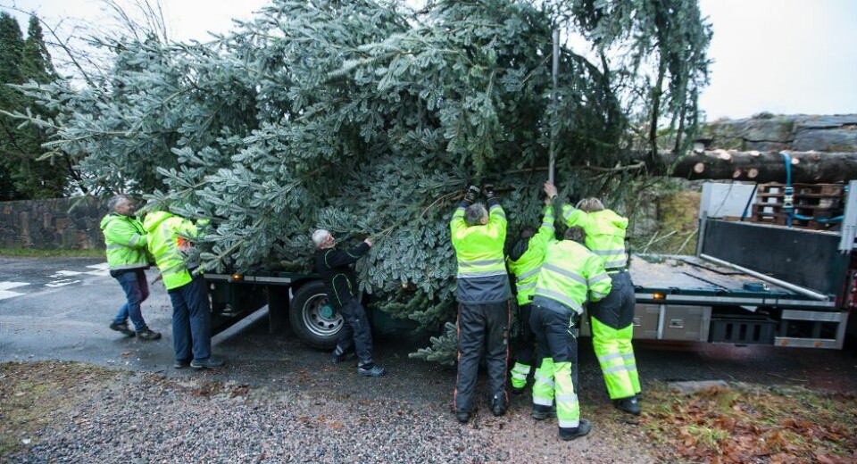 Juletreet på plass