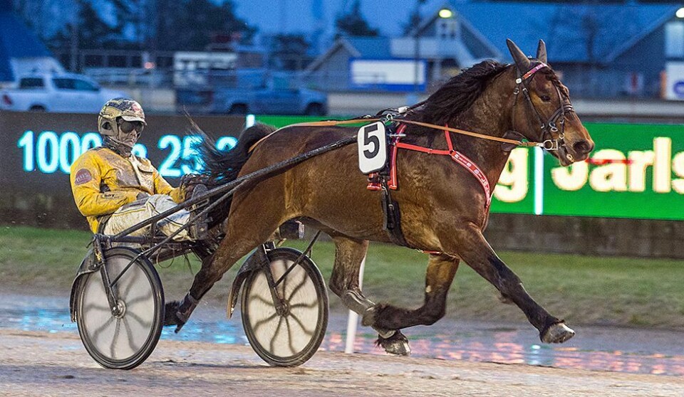 Tjomsland hyllet «helt unik» hest