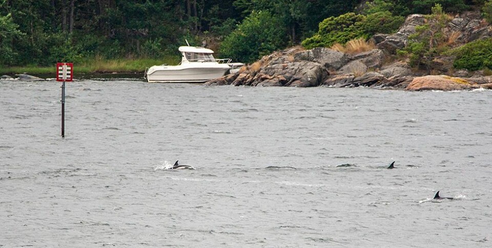 Delfiner i Torvefjorden