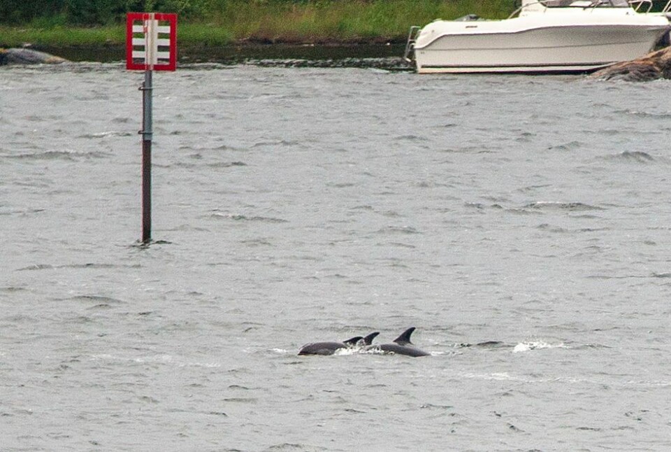 Delfiner i Torvefjorden