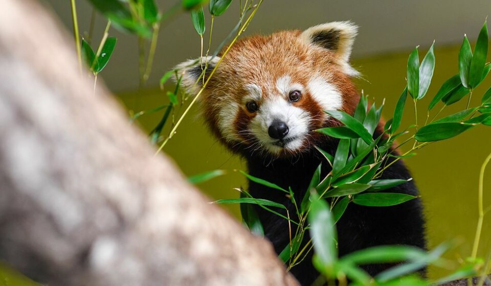 Pandaunge født i dyreparken