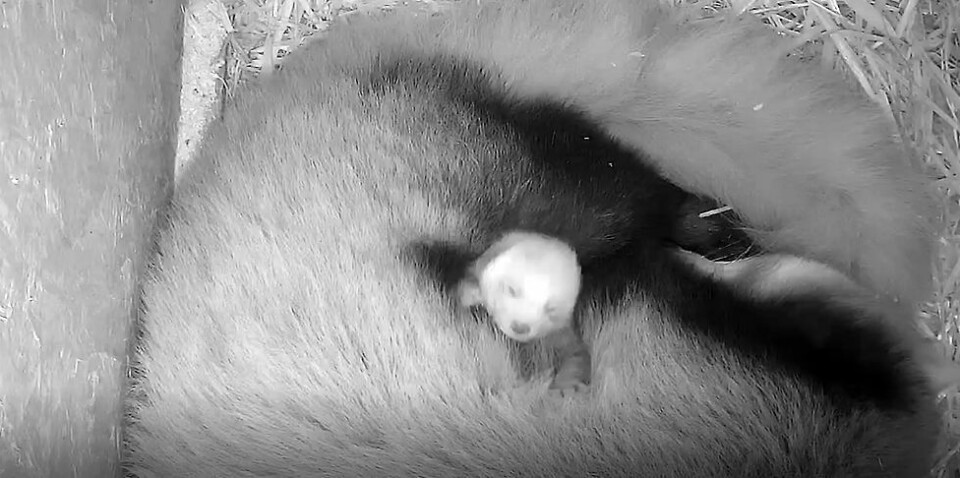 Pandaunge født i dyreparken
