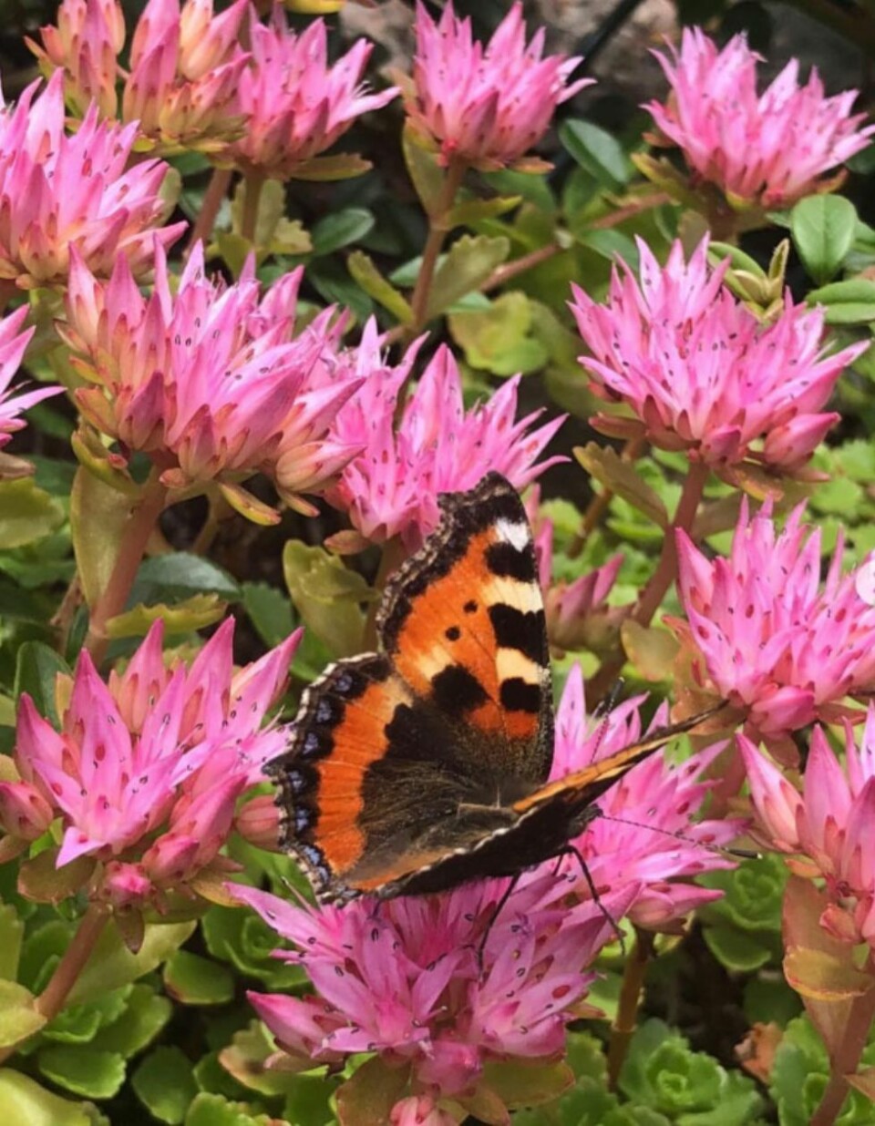 Nye sommerbilder