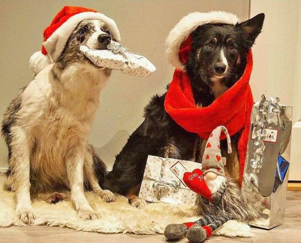Dette er årets julebilde fra N247s lesere