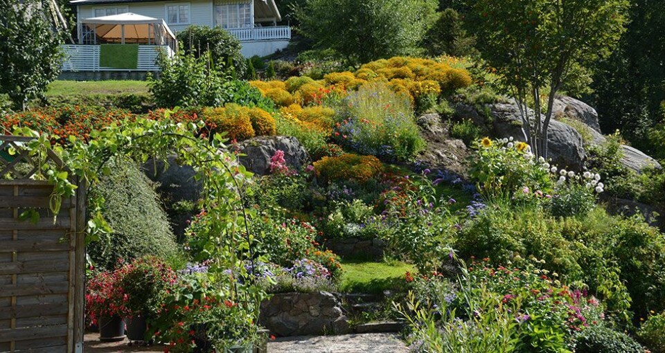 Et hav av blomster