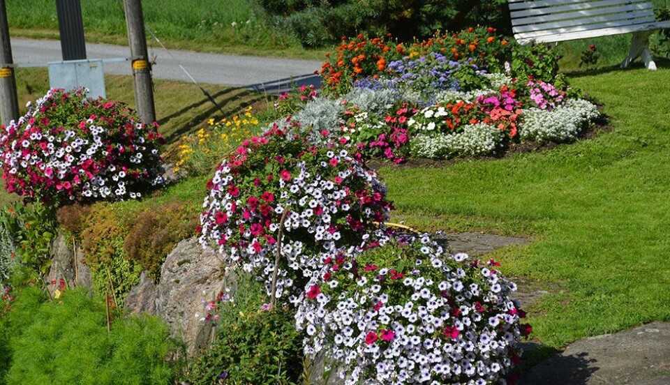 Et hav av blomster