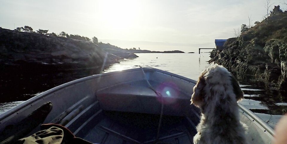Minkjakt i Søgne-skjærgården april 2020