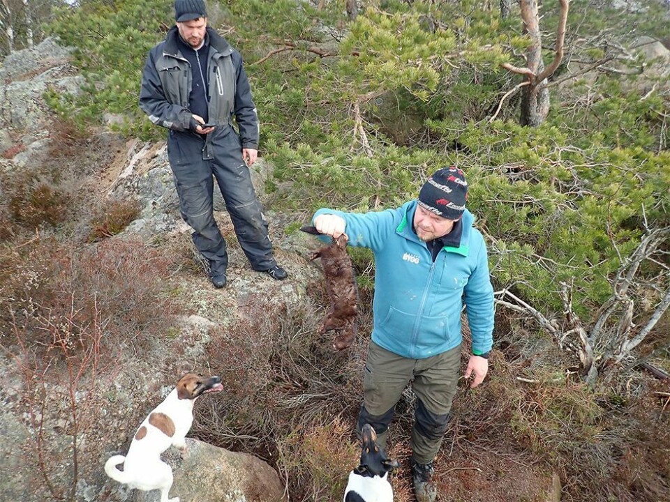 Minkjakt i Søgne-skjærgården april 2020