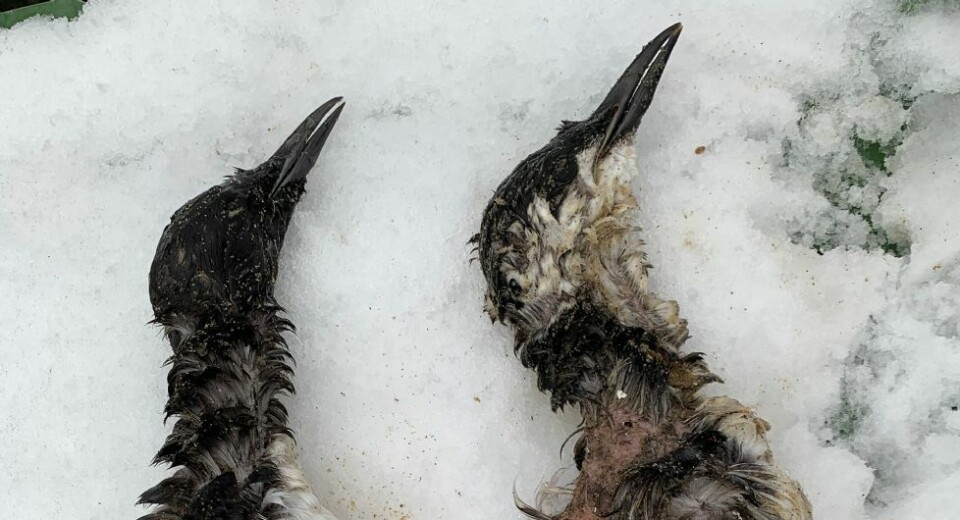 Fakta fra birdlife.no:
I Norge er situasjonen mest dramatisk for lomvi, som muligens kan forsvinne som hekkefugl ved flere fuglefjell. Runde, Vedøy og Hjelmsøy har en dramatisk tilbakegang av arten, og NINA rapporterer at 99 av 100 lomvier har forsvunnet fra disse tre fuglefjellene siden begynnelsen av 1980-tallet.
Artikkelen fortsetter under bildet.
De to lomviene som ble funnet på Årossanden fredag ettermiddag. (Foto: Ole Johan Sverdrup).
For å understreke alvoret i situasjonen ytterligere, så utgjorde den nordnorske bestanden av lomvi i 1984 bare 25% av bestanden i 1964. For lomvikoloniene på Hornøy og Sklinna er imidlertid situasjonen en annen. Bestanden på Hornøy krakket i 1987, men har siden vist en positiv trend og var i 2008 omtrent på samme nivå som i 1980. Bestanden på Sklinna i Nord-Trøndelag har vært i sterk vekst siden 1983.
Den sterke vekstraten i bestanden på Sklinna gir en klar indikasjon på at det foregår en innvandring av fugler utenfra. En skotskmerket hekkefugl ble registrert på Sklinna sommeren 2008. Lomvi står oppført på den norske rødlista som kritisk truet (CR).
