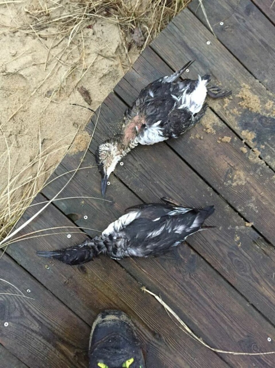 Fant døde lomvi på Årosstranda