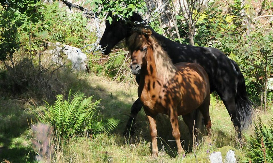 Kostbart med veterinærhjelp i helgen