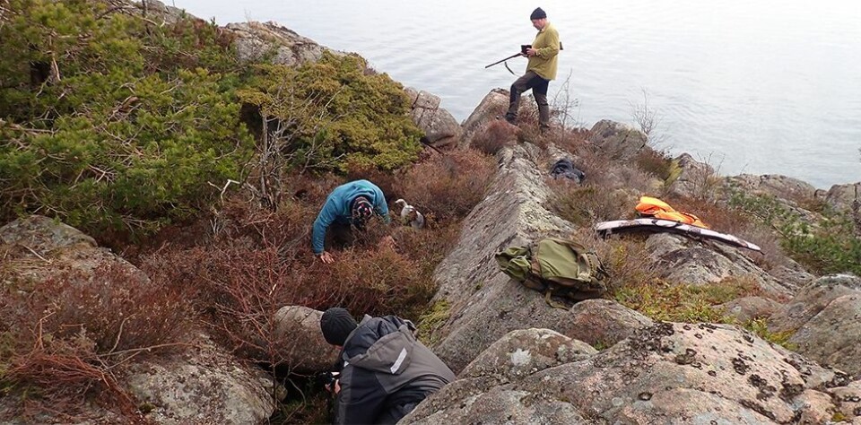 Minkjakt i Søgne-skjærgården april 2020