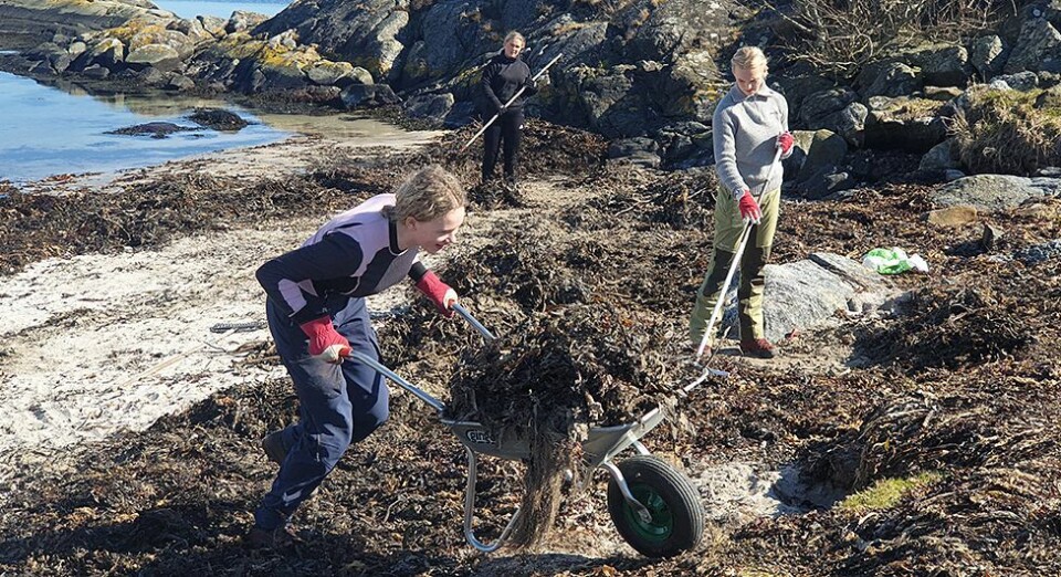 Flekkerøy: Fire kusiner fjernet tang og søppel fra Bestemorsmed