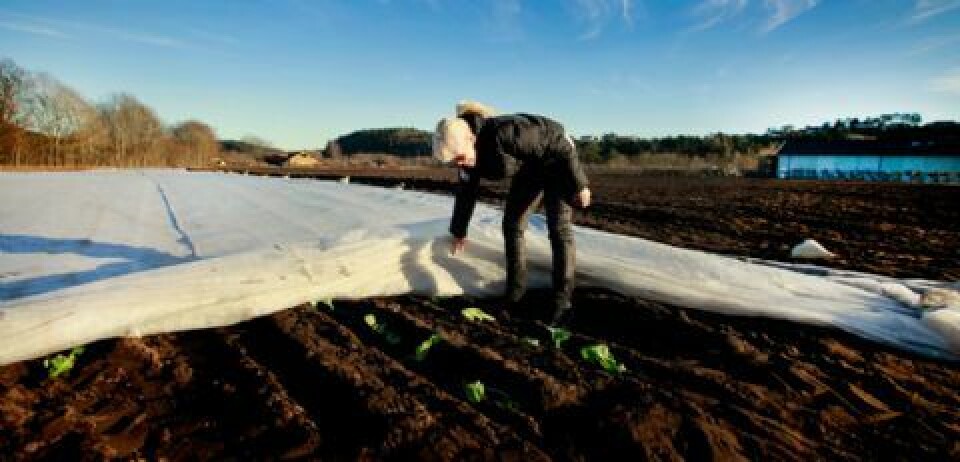 Bodil Try løfter duken og ser til kålplantene som ble plantet for få dager siden. (Foto: Nicolai Prebensen)- Joda, de er med på å sette ut grønnsakene, men når de er kommet i jorda er det meg som er ansvarlig for det meste frem til og med levering til kundene, sier Bodil.