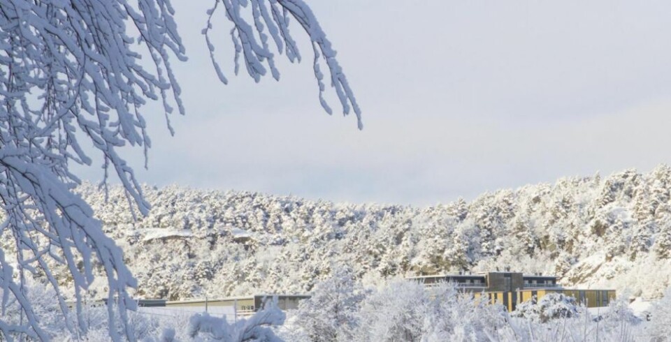 Påfyll av snø i innlandet, usikkert langs kysten