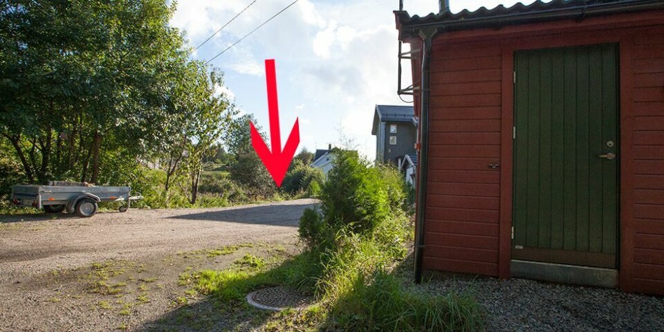 - Vi finner døde rotter på trappa nesten hver morgen