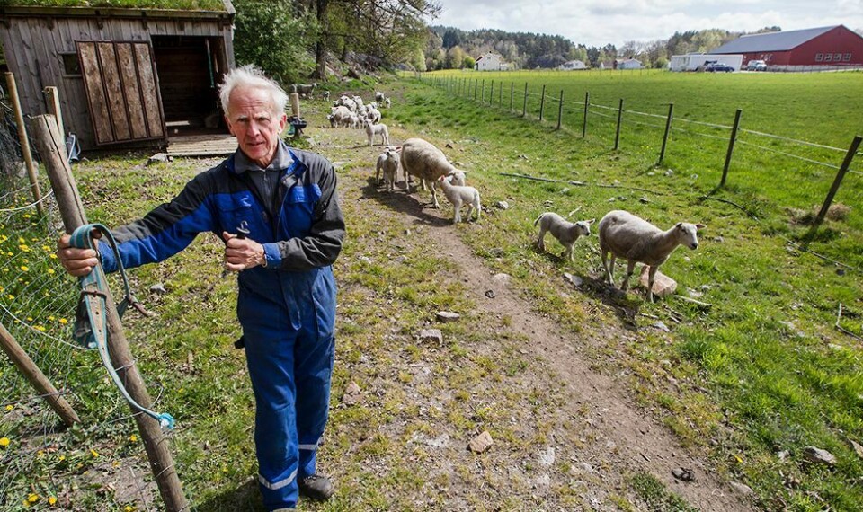 Nå tar kvigene sommerferie