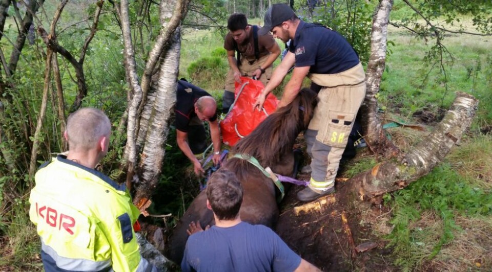 Brannvesenet hjalp hest som satt fast