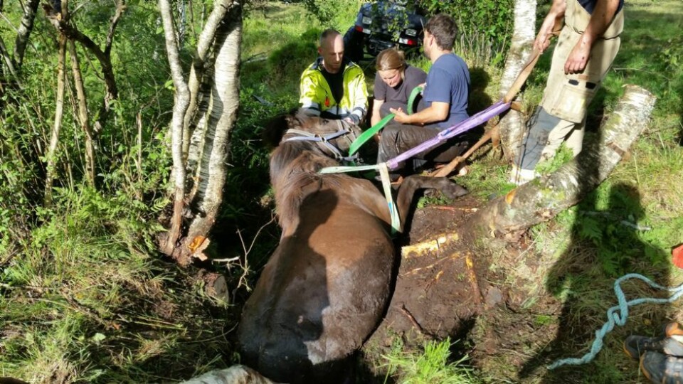 Brannvesenet hjalp hest som satt fast