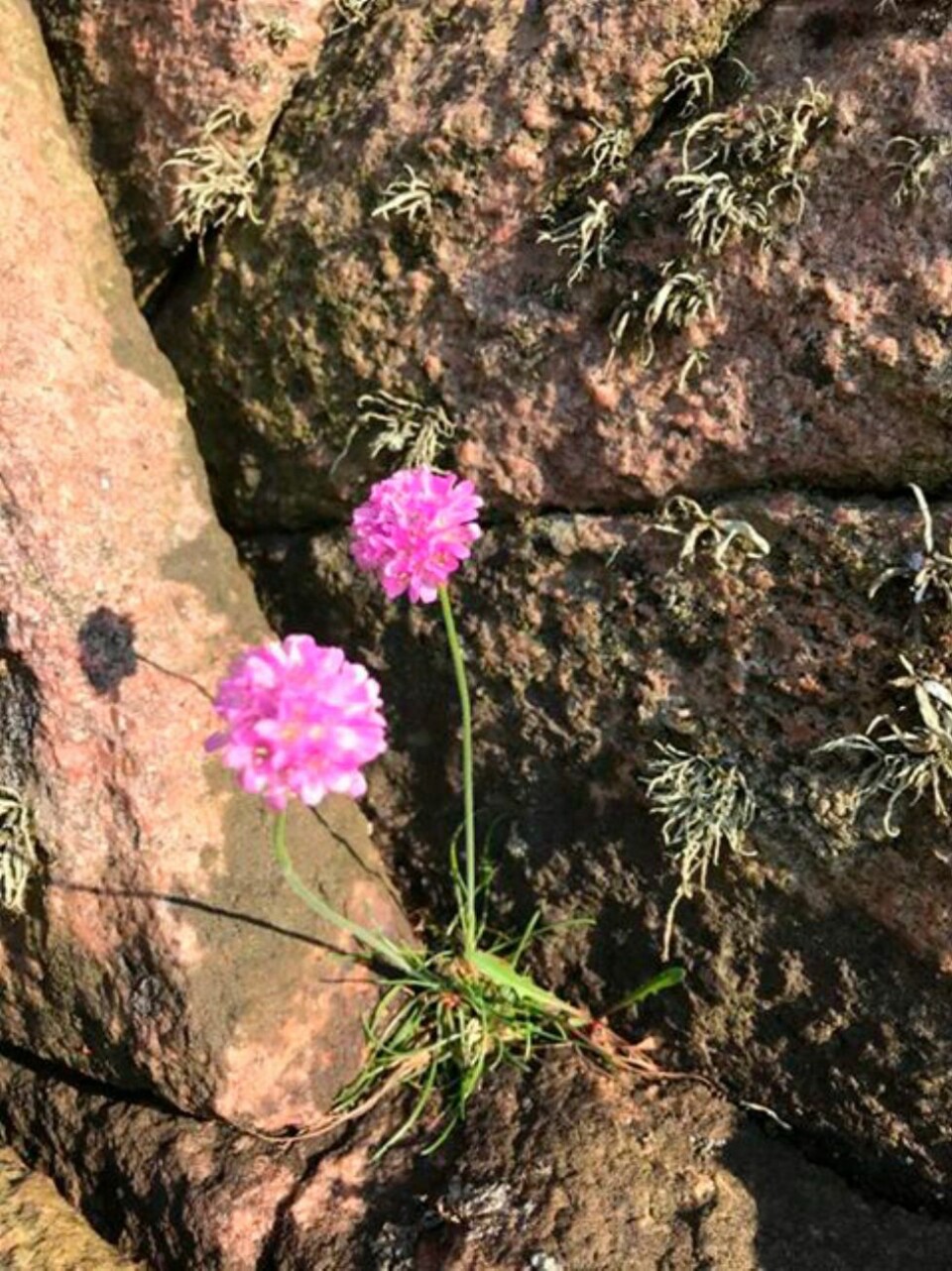 Sommerbilder på årets siste junidag