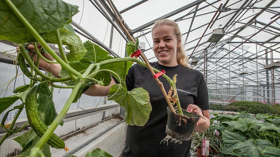 Vi tar agurknytt helt ut