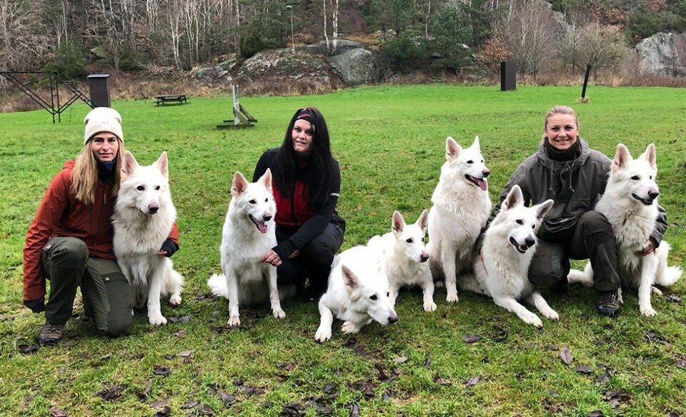Flekkerøy-jente og hunden Bajas klar for NRK Super-serien «Stjernestøv»
