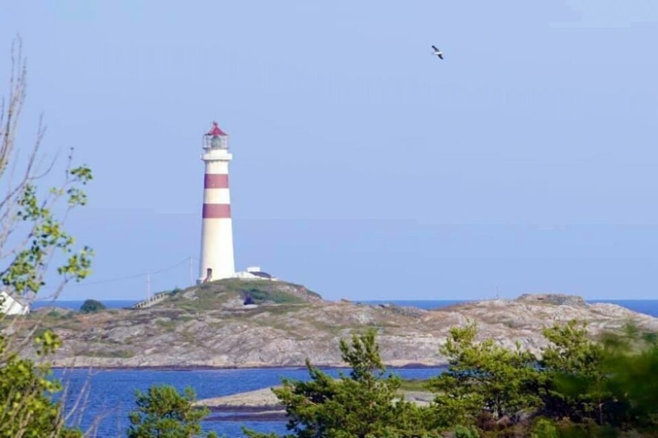 Fremdeles tid for sommerbilder
