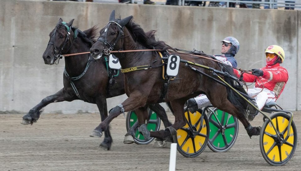 Ny Tjomsland-hest på vei mot årgangstoppen