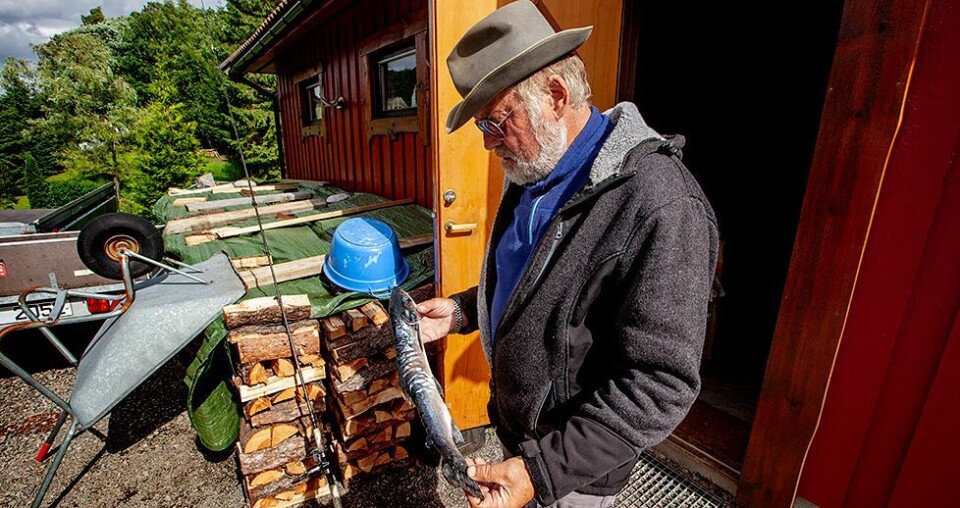 - Denne laksen er en «overvintrer»