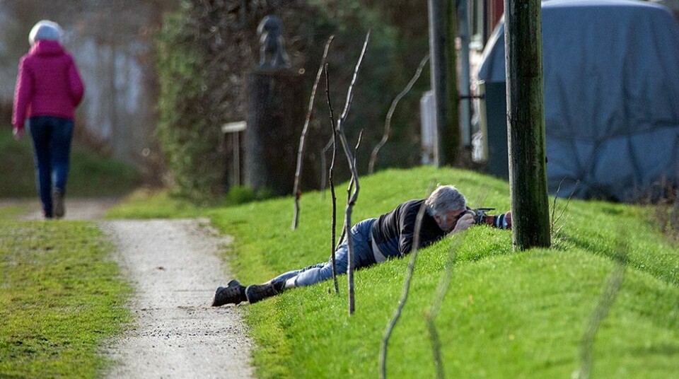 Dagens bilde: Kortnebbgås på visitt