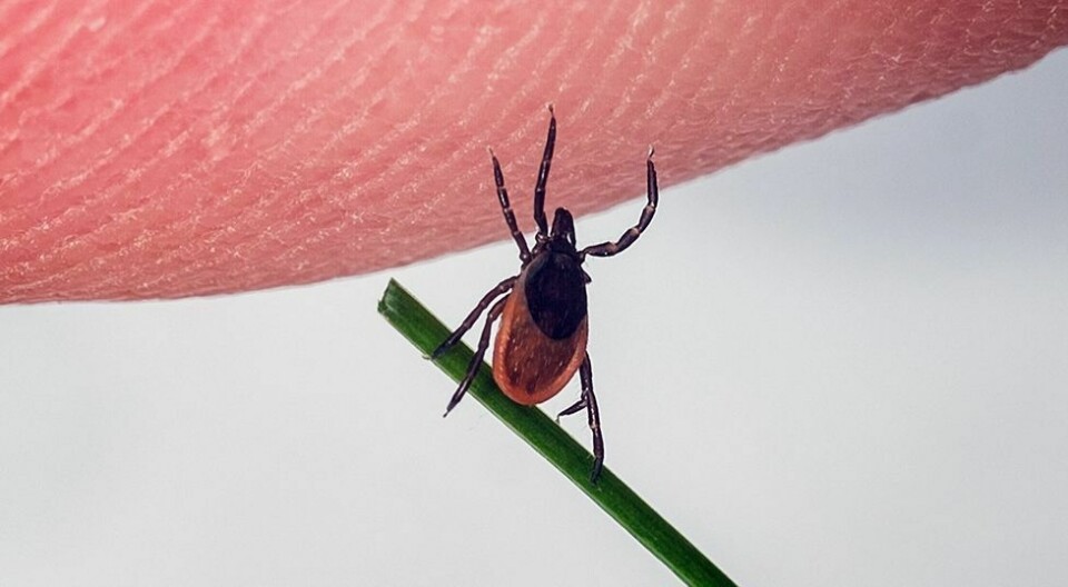 En person innlagt på sykehus med alvorlig sykdom etter flåttbitt