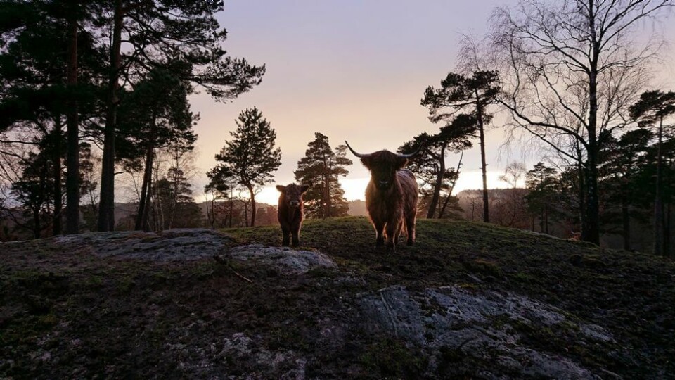 - Mor og datter i solnedgang på Repstad