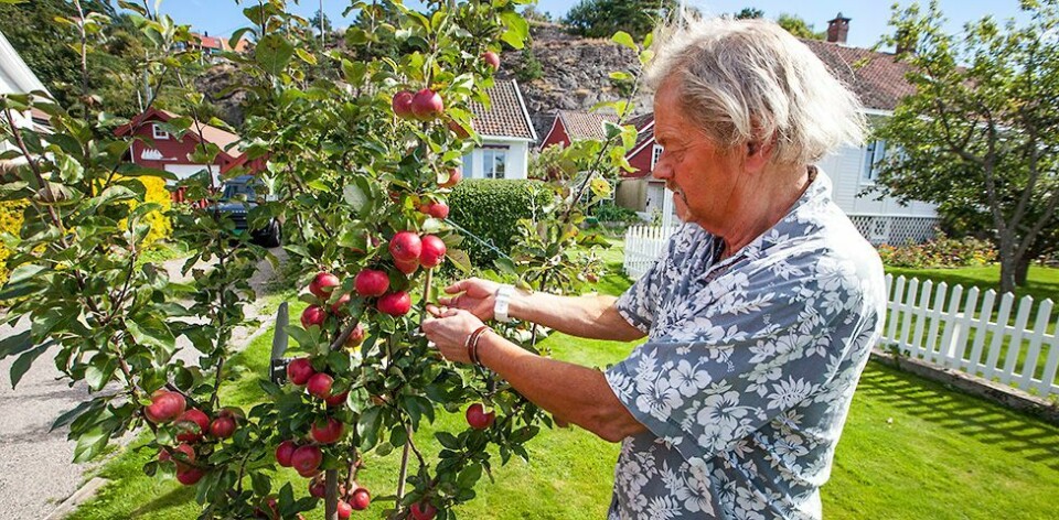 - Lån bort frukttrærne dine