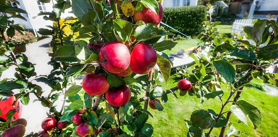 - Lån bort frukttrærne dine