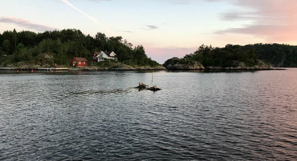 Sel på Torvefjorden tirsdag kveld