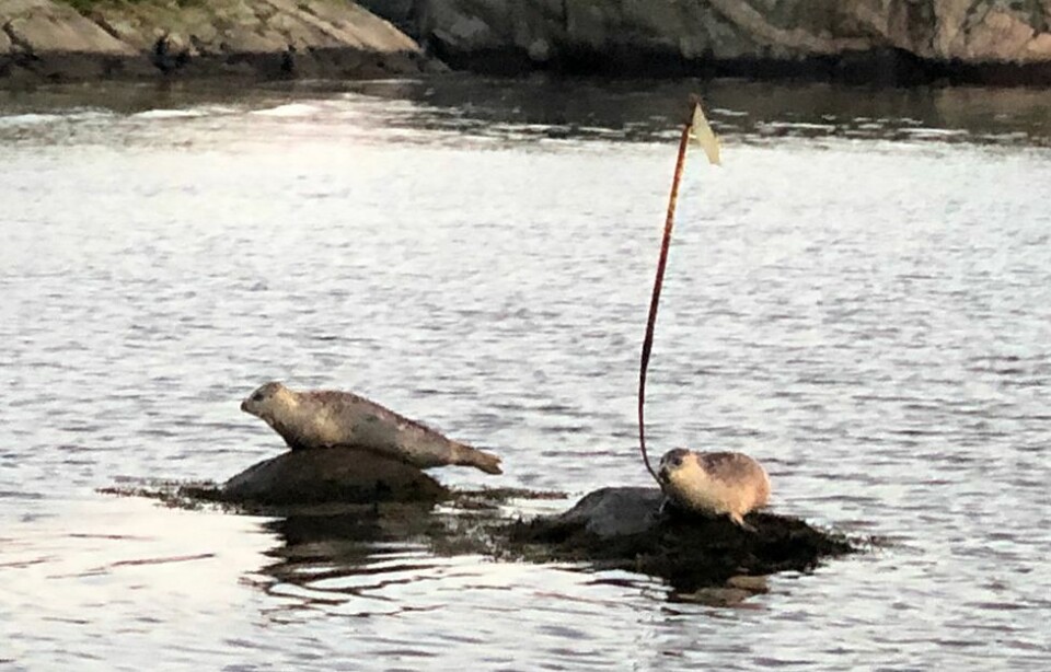 Sel på Torvefjorden tirsdag kveld