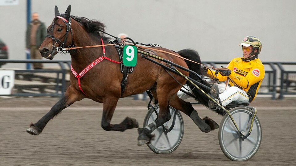 Tjomsland-traver vant sin 20. strake